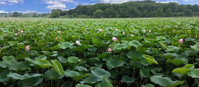 时间线摘录:直播切片把报价口误循环,官方回放从下一样商品开始
